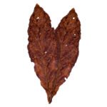 Hot Grabbz Medium Fronto Leaf